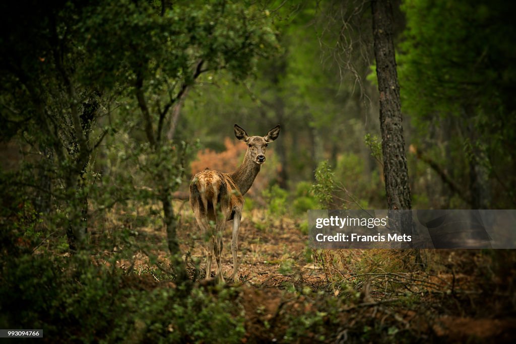 Deerspotting