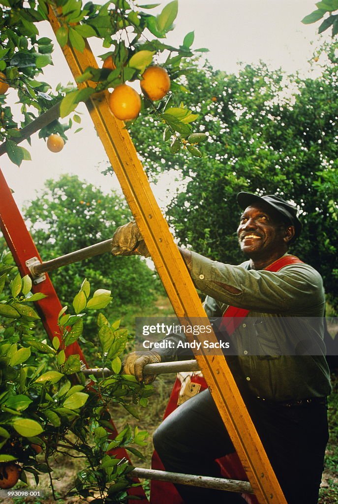 Man on ladder to pick Valencia Oranges