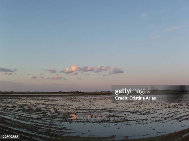 Sunset in the flooded rice fields, Ebro Delta Natural Park, Tarragona, Cataluna, Spain, may 2007 .
