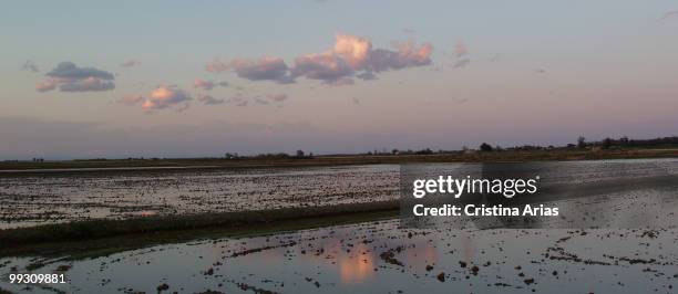 Sunset in the flooded rice fields, Ebro Delta Natural Park, Tarragona, Cataluna, Spain, may 2007 .