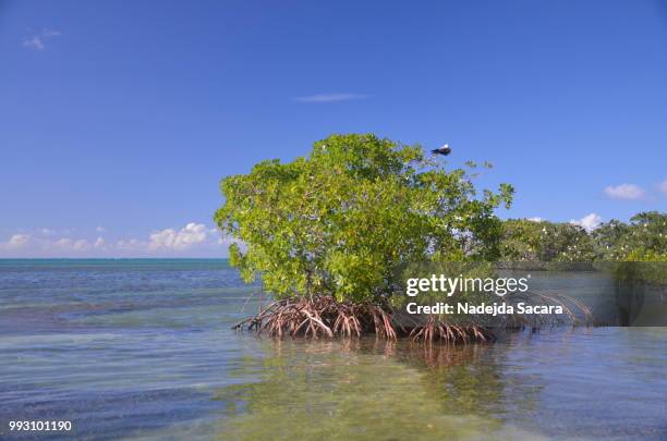 mangrove tree - guadeloupe beach stock pictures, royalty-free photos & images