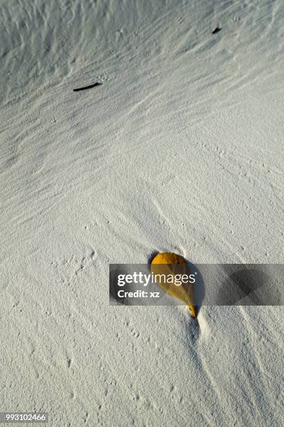 Mangrove Leaf High-Res Stock Photo