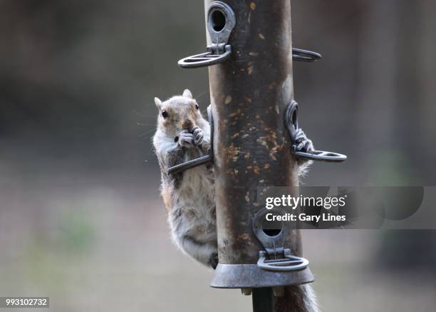 the unexpected visitor. - sciurus carolinensis stock-fotos und bilder