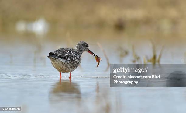 scolopacidae - wader bird stock-fotos und bilder