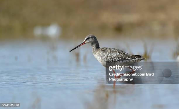 scolopacidae - wader bird stock-fotos und bilder