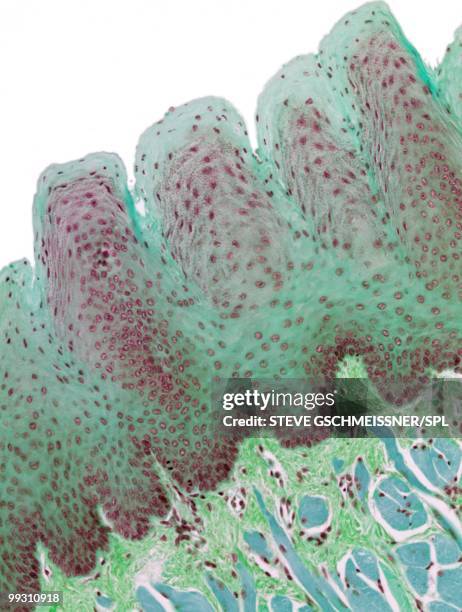 tongue, light micrograph - geschmacksknospe stock-fotos und bilder