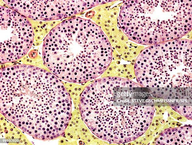 seminiferous tubules, light micrograph - reproductive organ stock-fotos und bilder