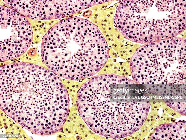 seminiferous tubules, light micrograph - tubules stock pictures, royalty-free photos & images