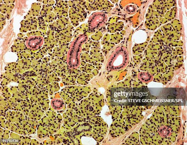 parotid salivary gland, light micrograph - exokrine drüse stock-fotos und bilder