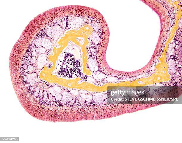 nasal lining, light micrograph - lichtmikroskopische aufnahme stock-fotos und bilder