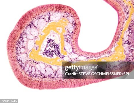 Nasal lining, light micrograph Nasal lining, light micrograph