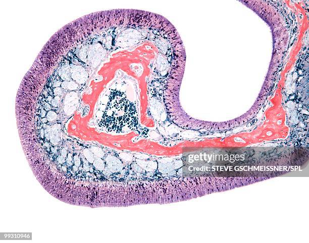 nasal lining, light micrograph - epitel bildbanksfoton och bilder