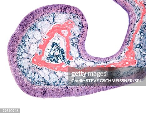 Nasal lining, light micrograph Nasal lining, light micrograph