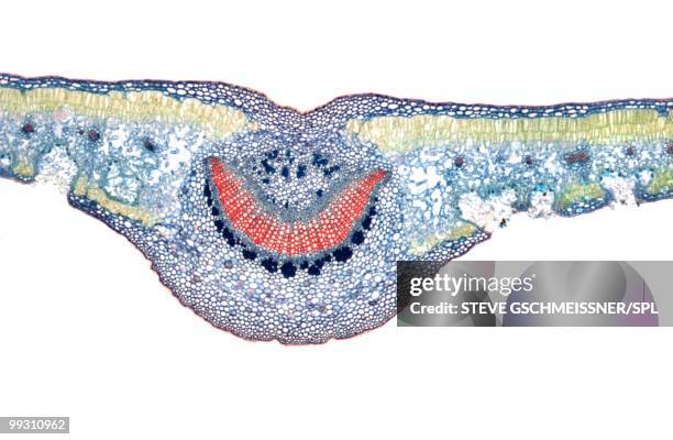 leaf, light micrograph - leaf epidermis stock pictures, royalty-free photos & images