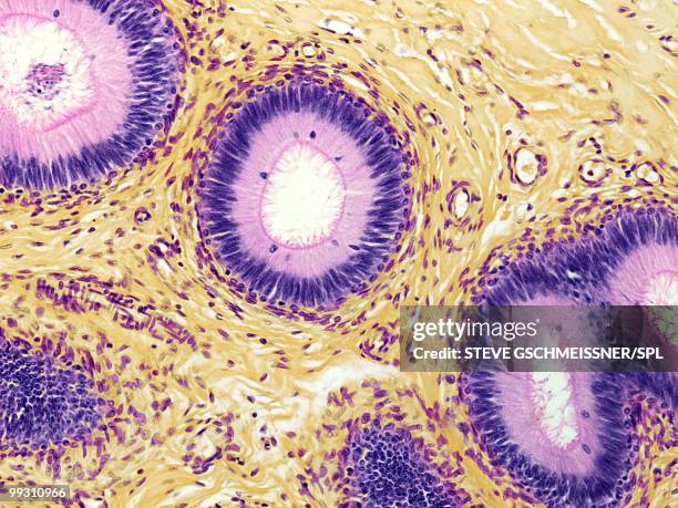 epididymis, light micrograph - epididymis stock pictures, royalty-free photos & images