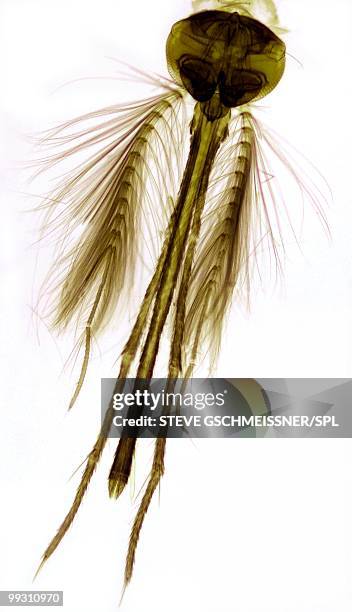 male mosquito head, light micrograph - 吻 ストックフォトと画像