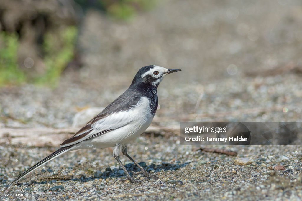 White Wagtail