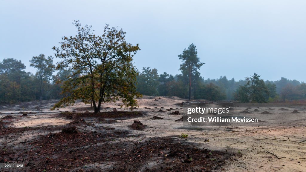 Desolate Tree (I)