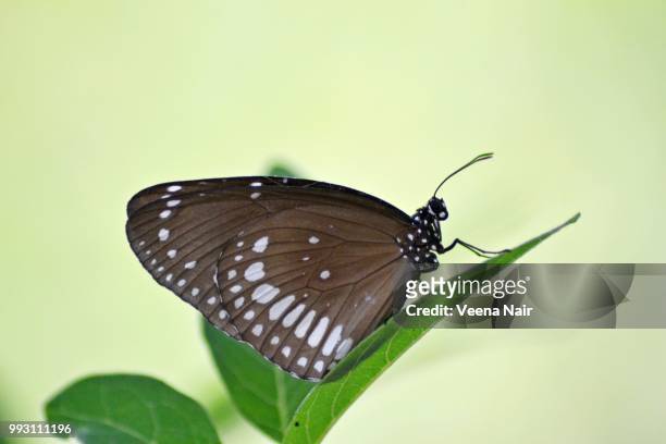 the common crow butterfly - veena stock pictures, royalty-free photos & images