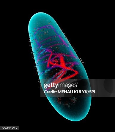 Bacillus bacteria, artwork Bacillus bacteria, artwork