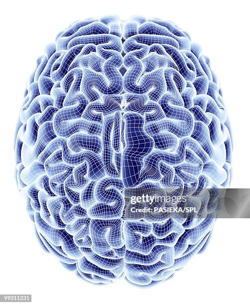 illustrations, cliparts, dessins animés et icônes de human brain, computer artwork - cerveau fond blanc