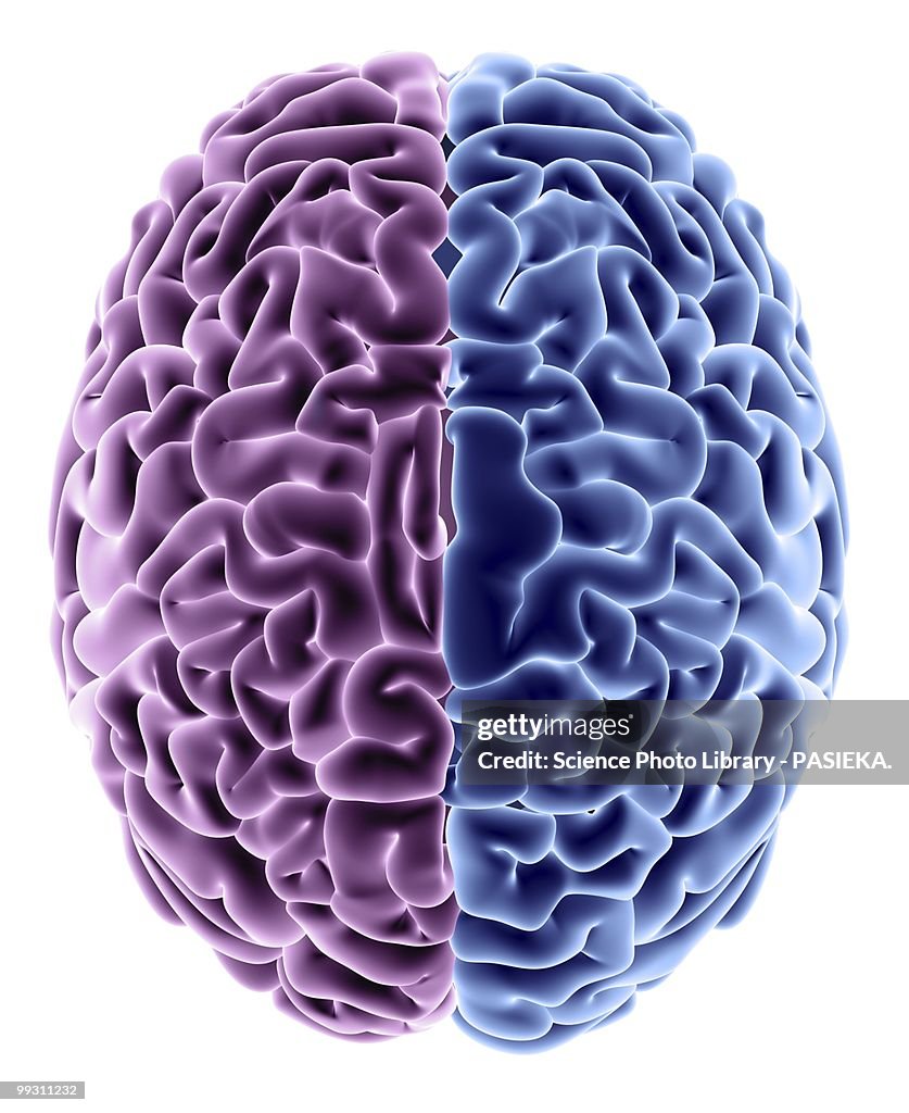 Human brain, computer artwork