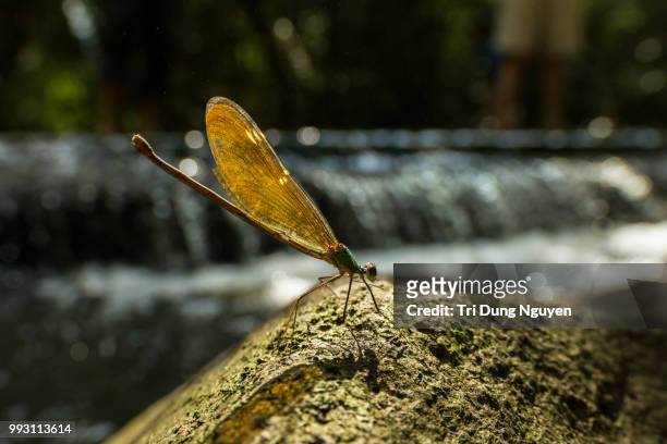 dragonfly in nam cat tien national park - dung stock pictures, royalty-free photos & images