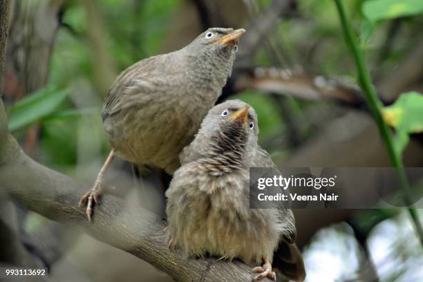curious birds ... - veena stock pictures, royalty-free photos & images