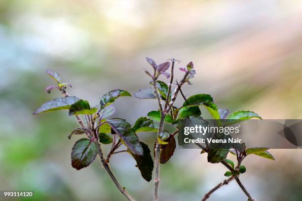 Basily Holy Basil Photos and Premium High Res Pictures - Getty Images
