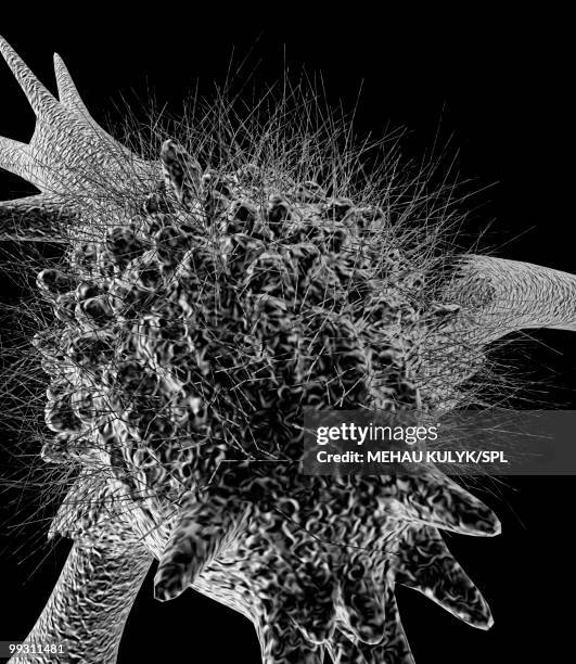 Pseudopodia Photos and Premium High Res Pictures Getty Images
