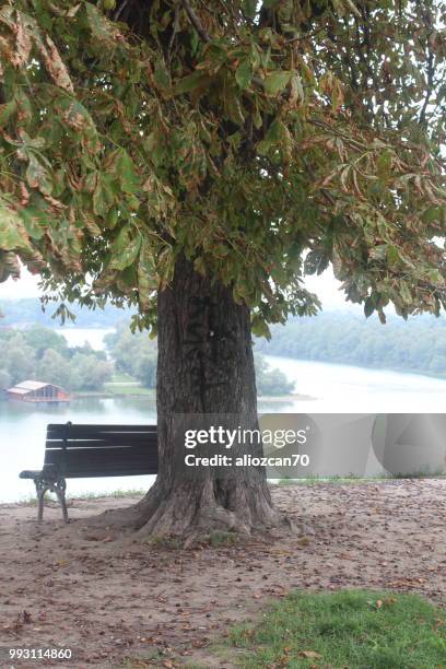 tree looking river sava - sava river photos et images de collection