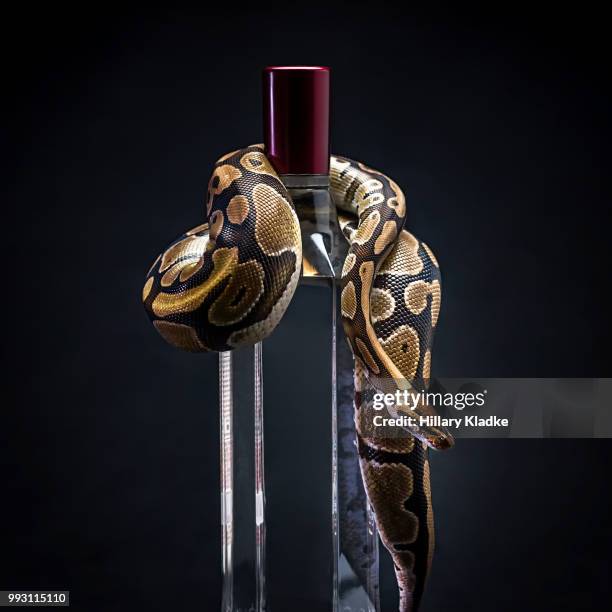 520 Tigerpython Stock Photos, High-Res Pictures, and Images - Getty Images