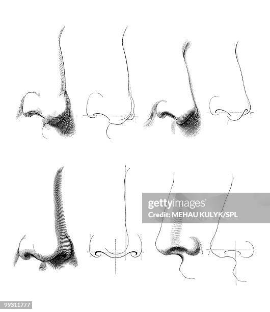 illustrazioni stock, clip art, cartoni animati e icone di tendenza di noses, artwork - naso umano