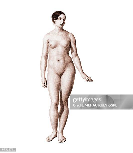 female nude, artwork - woman anatomy stock illustrations