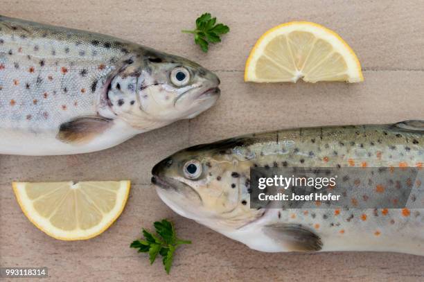 trouts, prepared for cooking - forelle foto e immagini stock