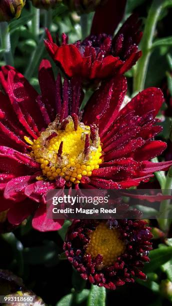 356 Maggie Reed Stock Photos, High-Res Pictures, and Images - Getty Images