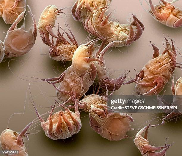 sarcoptic mange mites, sem - mite stock pictures, royalty-free photos & images