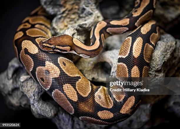 python curled up on rock - animales en cautiverio fotografías e imágenes de stock