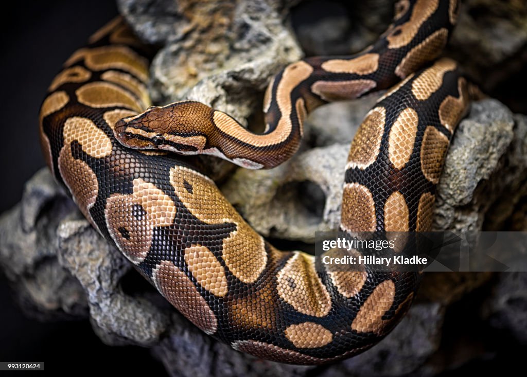 Python curled up on rock