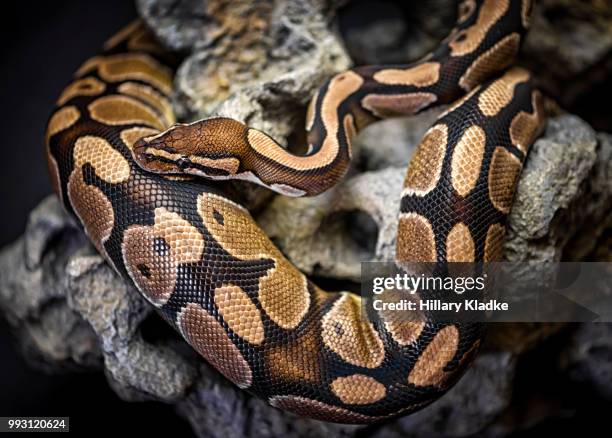 python curled up on rock - indian python stock pictures, royalty-free photos & images