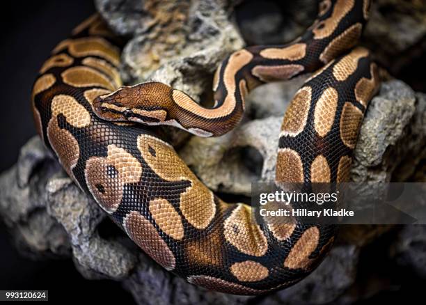 python curled up on rock - boa bildbanksfoton och bilder