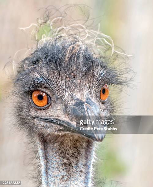 bad hair day - emu stock-fotos und bilder