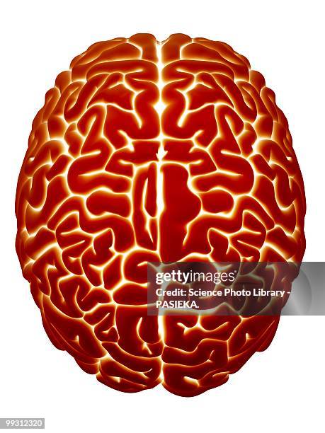 illustrations, cliparts, dessins animés et icônes de human brain, artwork - cerveau fond blanc