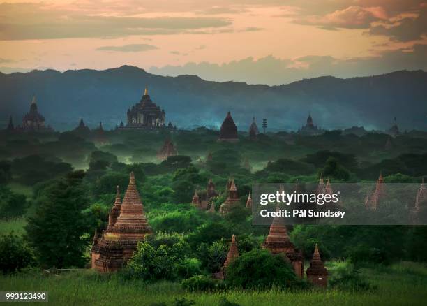 myanmar - nature - burmese cat fotografías e imágenes de stock