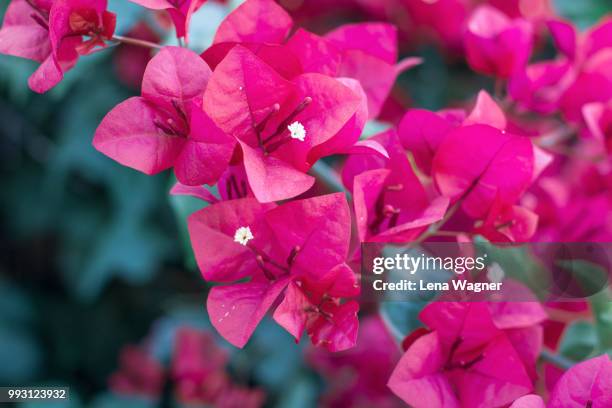 bougainvillea close-up - buganville foto e immagini stock