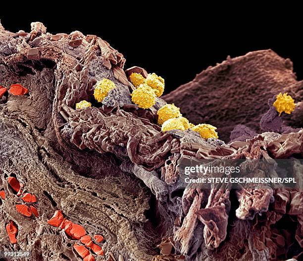 56 Human Skin Sem Stock Photos, High-Res Pictures, and Images - Getty ...