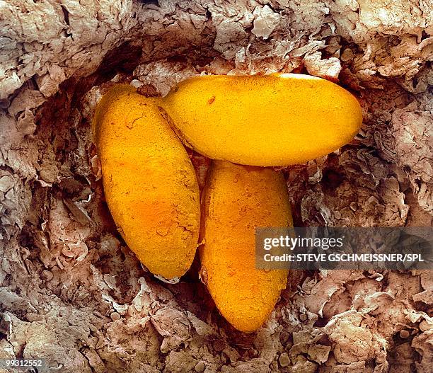 sarcoptic mange mite eggs, sem - electron microscope micrographs stock pictures, royalty-free photos & images