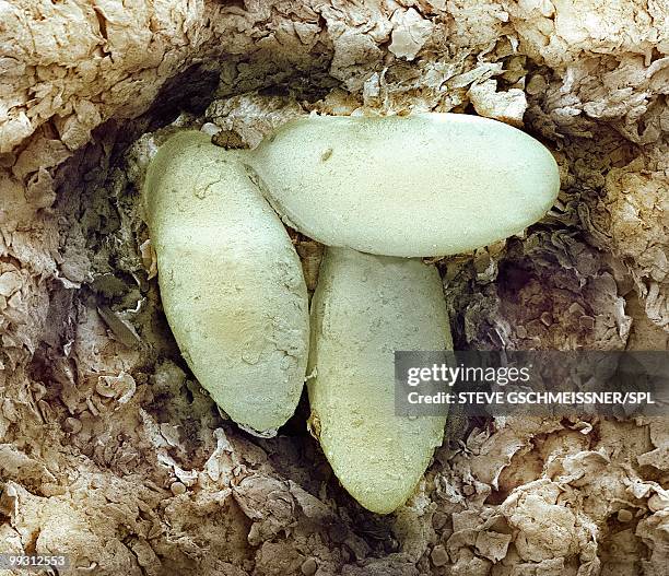 sarcoptic mange mite eggs, sem - scabies stock pictures, royalty-free photos & images