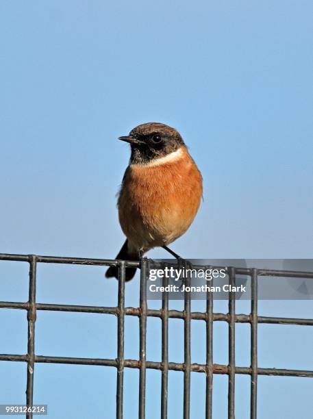 male stonechat - jonathan clark stock-fotos und bilder