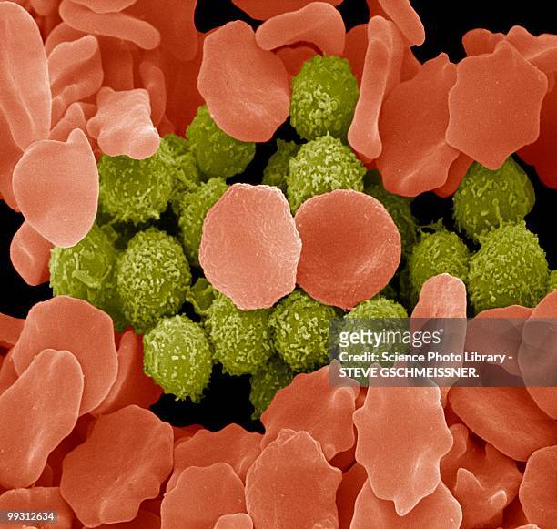 red and white blood cells, sem - micrografia elettronica a scansione foto e immagini stock